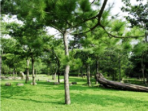 禪之園民宿環境照片 3