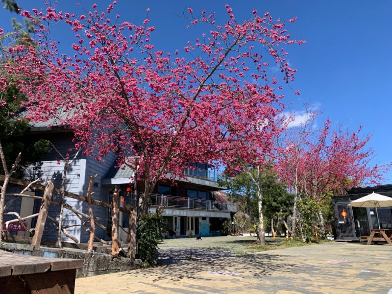 木木杉民宿