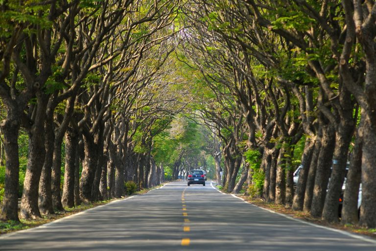 台灣欒樹綠色隧道