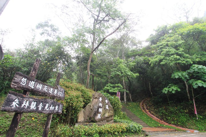 夢幻桐花步道