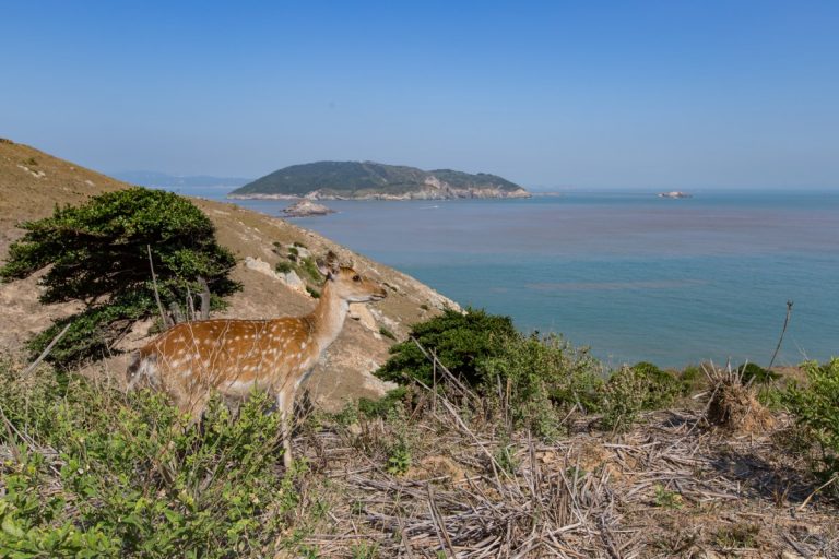 大坵