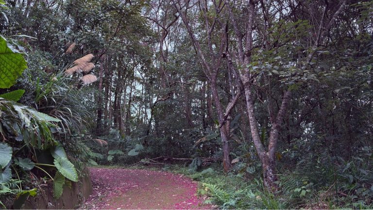 大山背櫻花步道