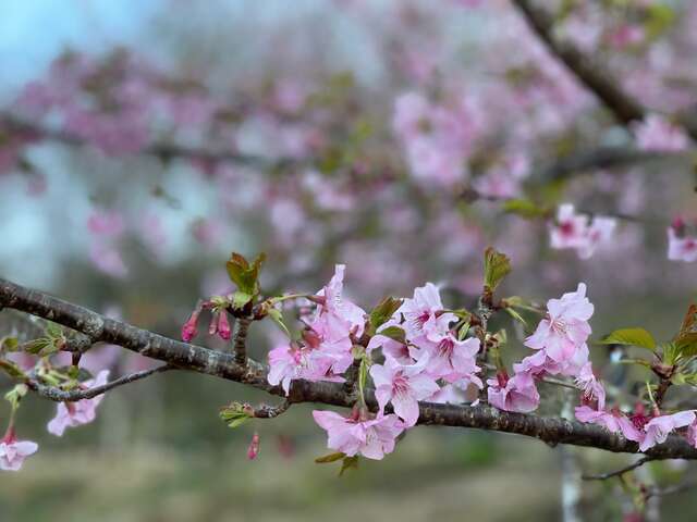寶山二集團櫻花公園(38甲櫻花公園)