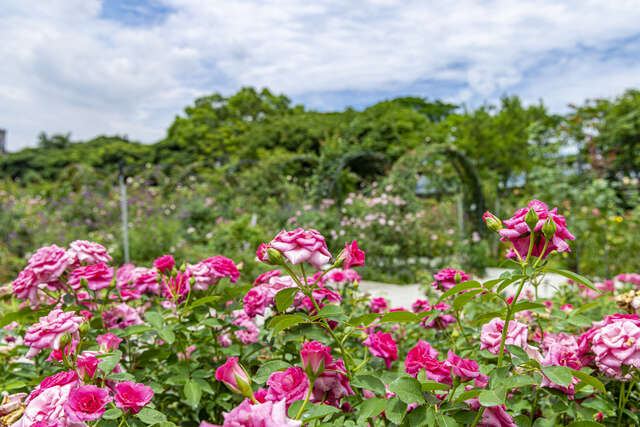 新生公園_玫瑰園