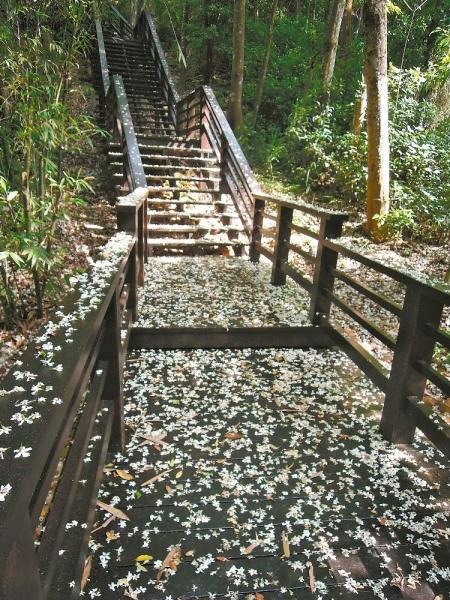 桐海秘境步道
