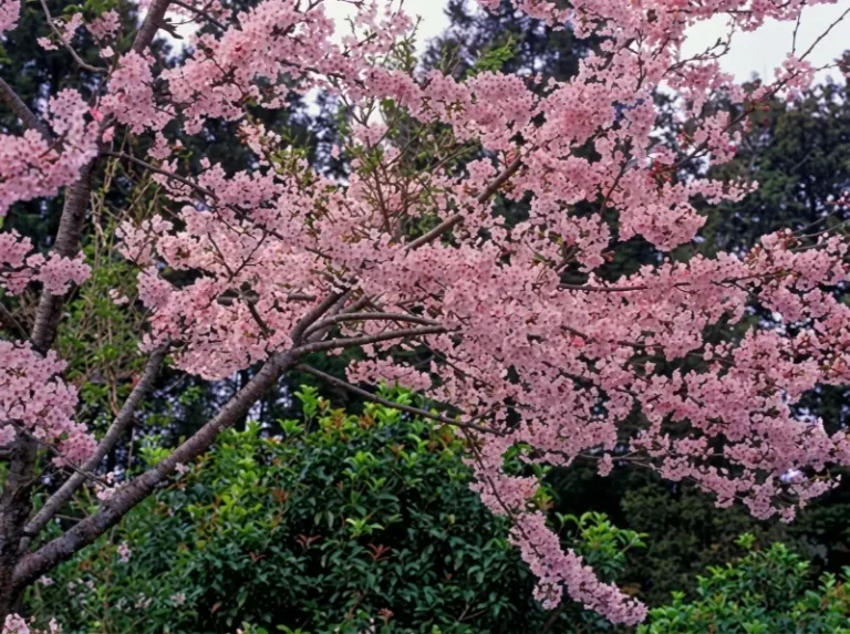 梅園