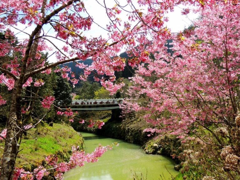 櫻花林