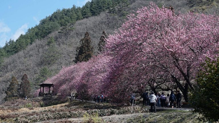 武陵農場、希利克步道、高山步道這樣玩|雙和2天1夜