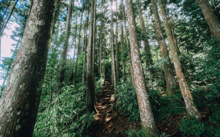 油羅山步道