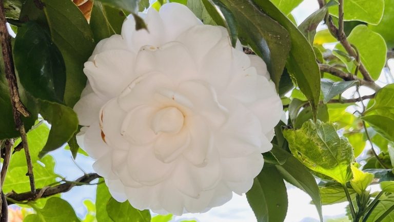 深井村茶花園區