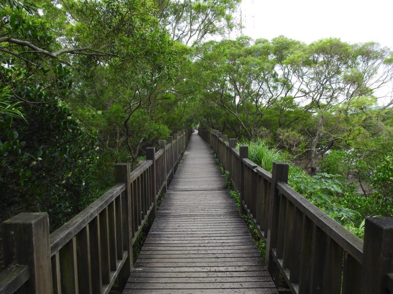 紅樹林生態教育館