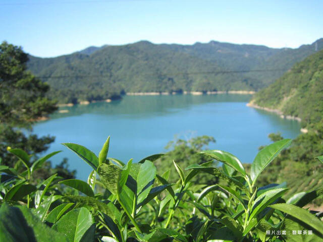 翡翠茶園