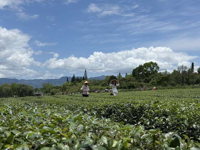 舞鶴觀光茶園