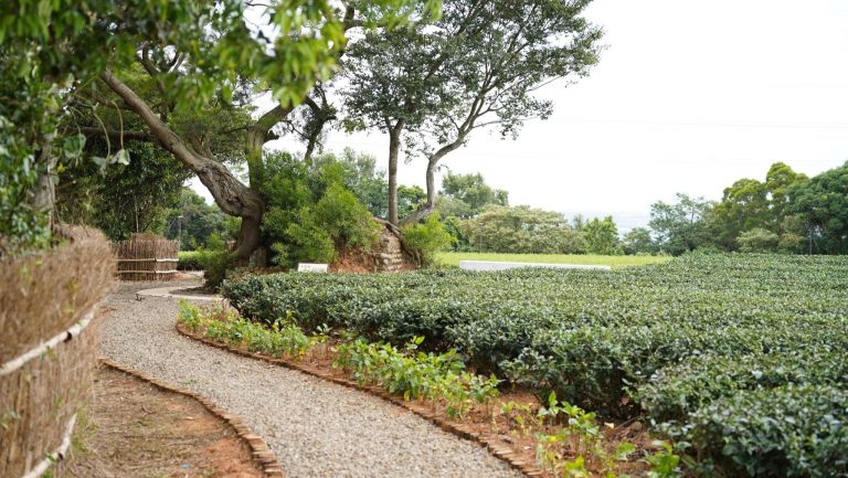 茶香步道