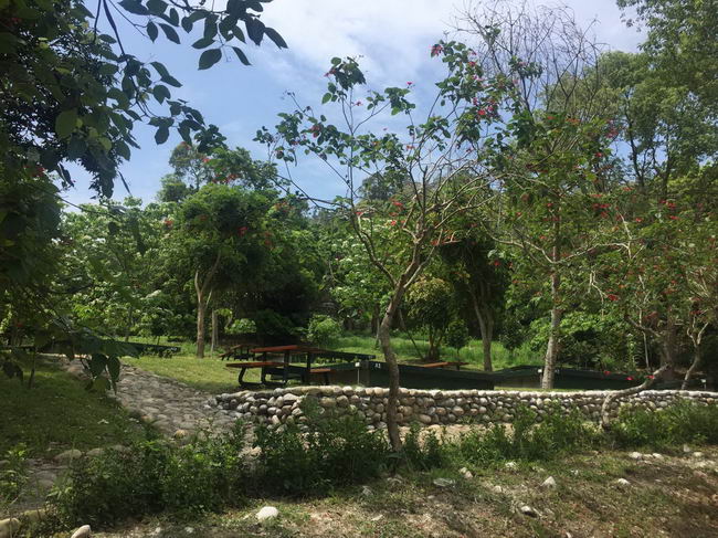 荷苞山桐花公園