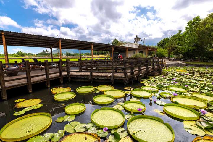 蓮城蓮花園