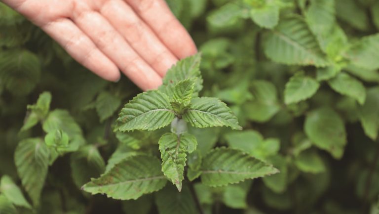 裕大關西仙草茶