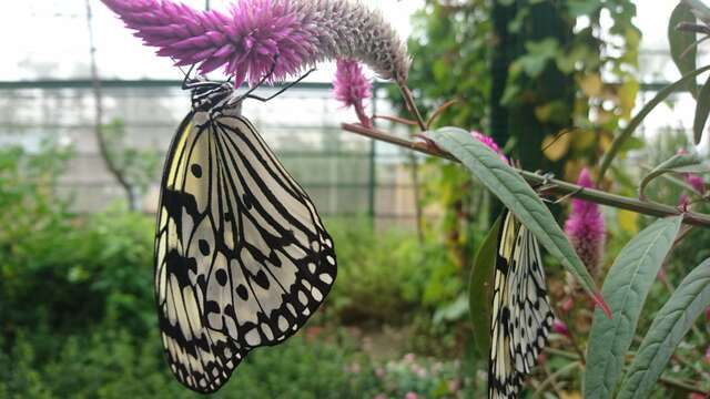 金獅湖蝴蝶園