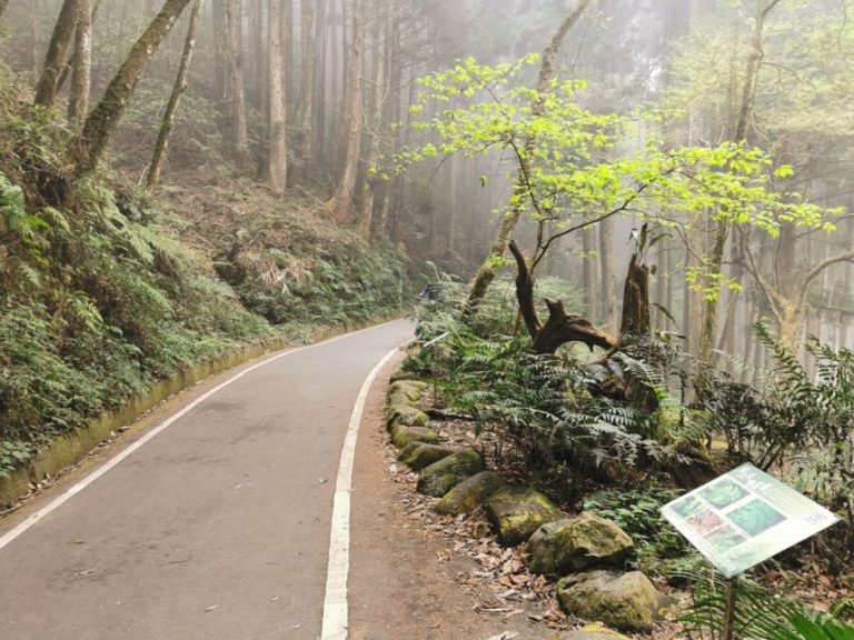 青龍蕨類步道