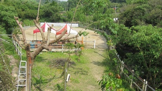 順翌休閒馬場