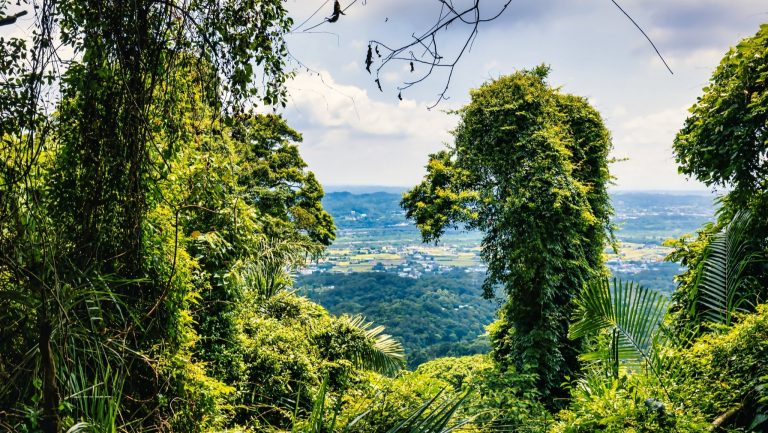 飛鳳山觀日坪古道
