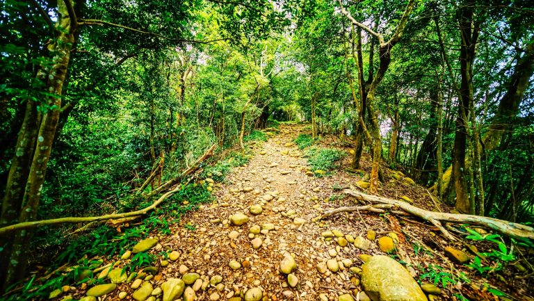 飛龍步道