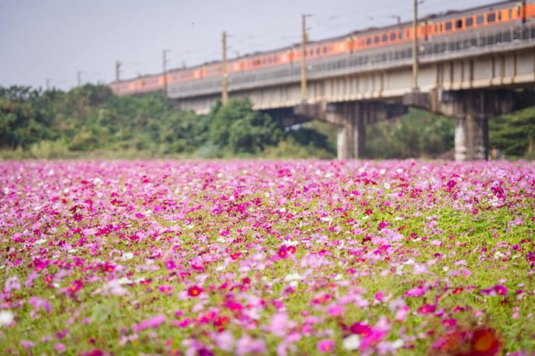 高屏舊鐵橋與河濱公園