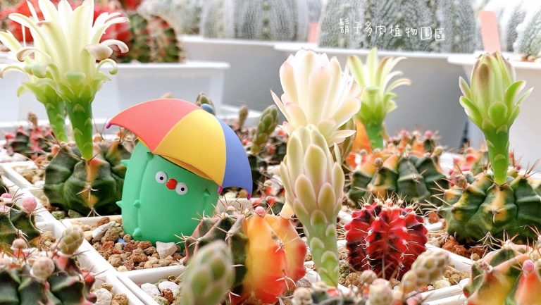 鬍子多肉植物園區