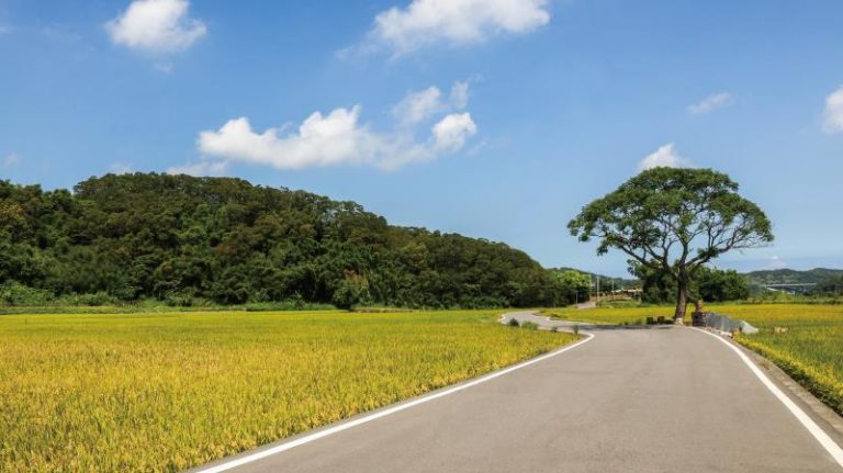 黃金一路-苗栗伯朗大道