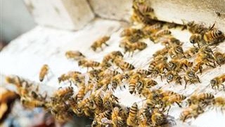 鼎蜂養蜂場